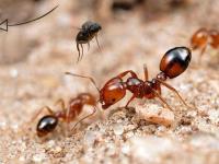 Preventive Ant Control Brisbane image 1