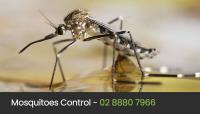 Eco Pest Control Sydney image 4
