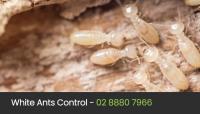 Eco Pest Control Sydney image 50