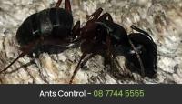 Eco Pest Control Perth image 2