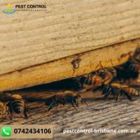 Termite Control Brisbane image 3