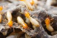 Termite Control Brisbane image 6