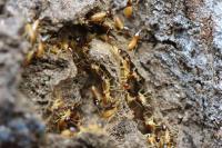 Termite Control Brisbane image 7