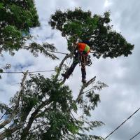 Tree Care Specialists image 1