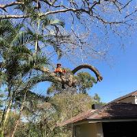 Tree Care Specialists image 3