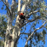 Tree Care Specialists image 4