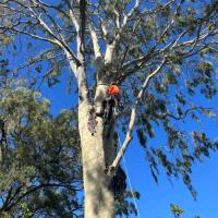 Tree Care Specialists image 6