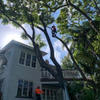 Tree Care Specialists image 8