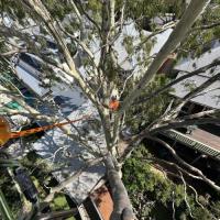Tree Care Specialists image 10