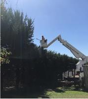 Gippy Tree Services image 2