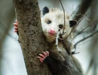 Morris Possum Removal Sydney image 2