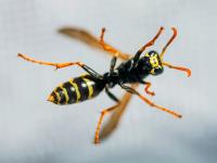 Frontline Wasp Removal Perth image 1