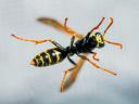 Frontline Wasp Removal Perth logo