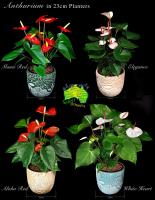Caloundra Florist & Flowering Gifts image 1