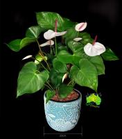 Caloundra Florist & Flowering Gifts image 4