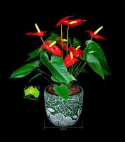 Caloundra Florist & Flowering Gifts image 5