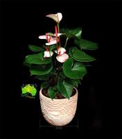 Caloundra Florist & Flowering Gifts image 6