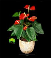 Caloundra Florist & Flowering Gifts image 7