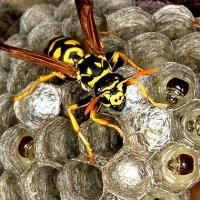 Wasp Removal Bondi Junction image 3