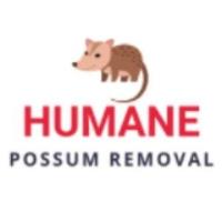 Humane Possum Removal Melbourne image 3