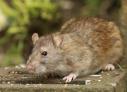 RIP Rodent Control Perth logo