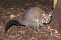 Humane Possum Removal Hobart image 4