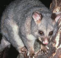 Humane Possum Removal Hobart image 3