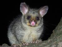 711 Possum Removal Canberra image 1
