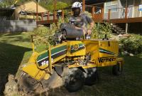 Stump Time - Tree Removals & Stump Removal image 1