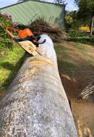 Stump Time - Tree Removals & Stump Removal image 6