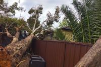 Top Cut Tree Services image 1