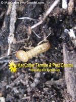 MacCotter Termite & Pest Control image 4