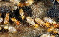 MacCotter Termite & Pest Control image 5