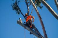 Axe Tree Services image 3