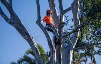 Axe Tree Services image 4