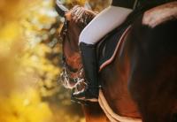 Castlefin Equestrian image 5