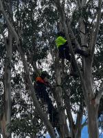Colac Trees image 6