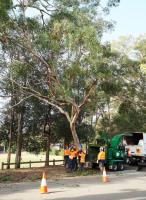 Plateau Trees | Tree Removal Sydney image 3