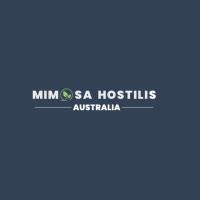 Mimosa Hostilis Australia image 4