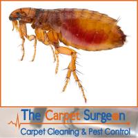 The Carpet Surgeon Gold Coast image 4