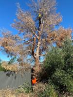 Treby Tree Services image 3