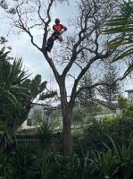 Standfast Tree Services image 3
