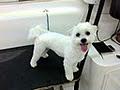 Yuppy Puppy Mobile Dog Grooming image 6