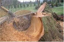 Tree Stump Removal Service image 1