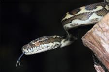 Snake Catcher & Removal Brisbane - Elite Snake Catching Services image 4
