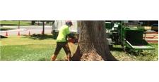 Tree Removal Service in Adelaide image 1