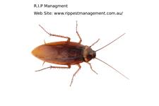 R.I.P Pest Management Pty. Ltd image 5