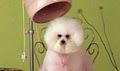 Yuppy Puppy Mobile Dog Grooming image 1