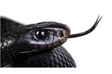 Snake Catcher & Removal Brisbane - Elite Snake Catching Services image 2