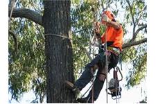 Boots Tree Service image 4